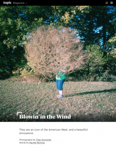 Blowin’ in the Wind — Photographs by Theo Stroomer