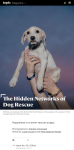 The Hidden Networks of Dog Rescue — Photographs by Timothy O'Connell